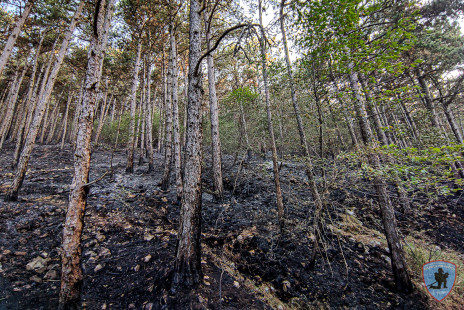 Požar na Krasu, 18. 7. 2022
