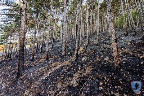 Požar na Krasu, 18. 7. 2022
