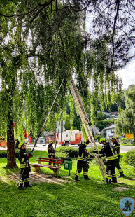 Pomoč pri odstranjevanju polomljene veje - Bistrica pri Tržiču, 23.7.2023
