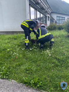 Odstranjevanje osirja – Bistrica pri Tržiču, 26.7.2023
